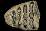 Partial Southern Mammoth Molar - Hungary #111859-3